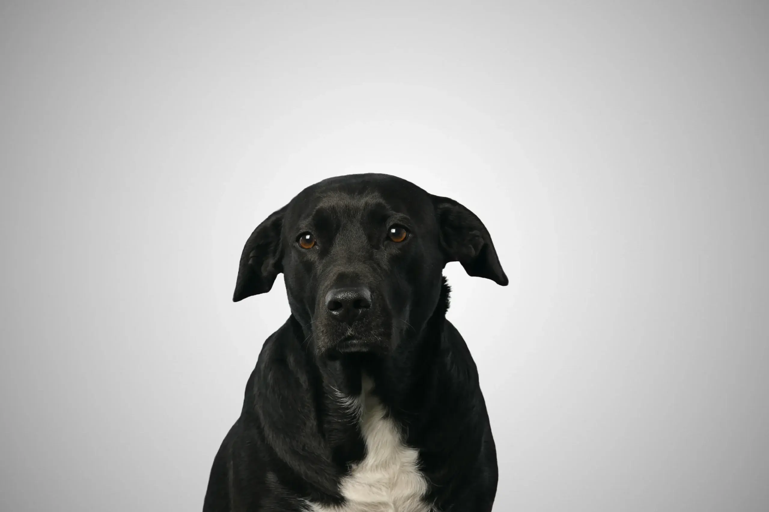 Bella – Bürohund bei RS Immobilieninvest in Bergisch Gladbach